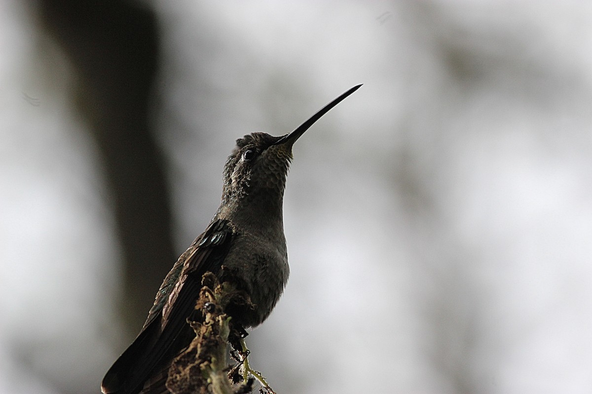 Rivoli's Hummingbird - Edgardo Orozco Díaz