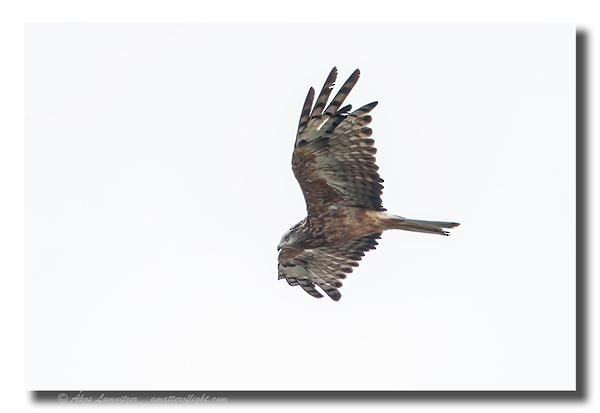 Square-tailed Kite - ML113774011