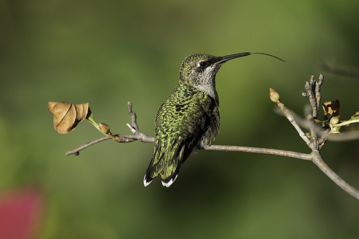 Ruby-throated Hummingbird - Cam Nikkel