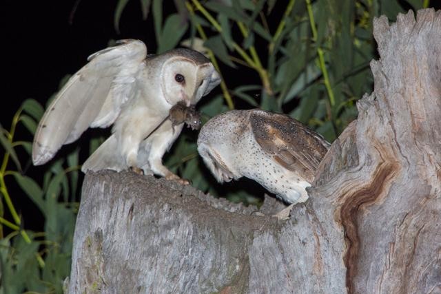 Barn Owl - Ákos  Lumnitzer