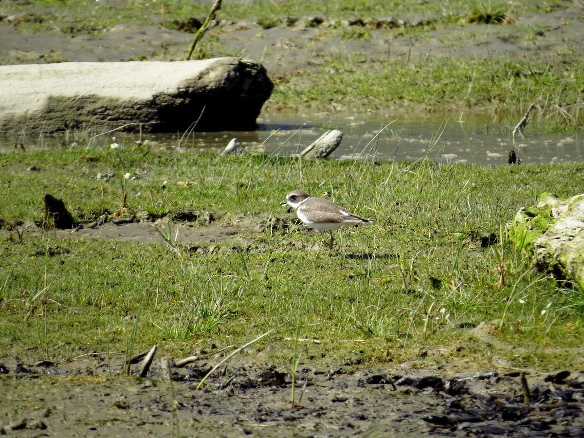 Semipalmated Plover - ML113776521