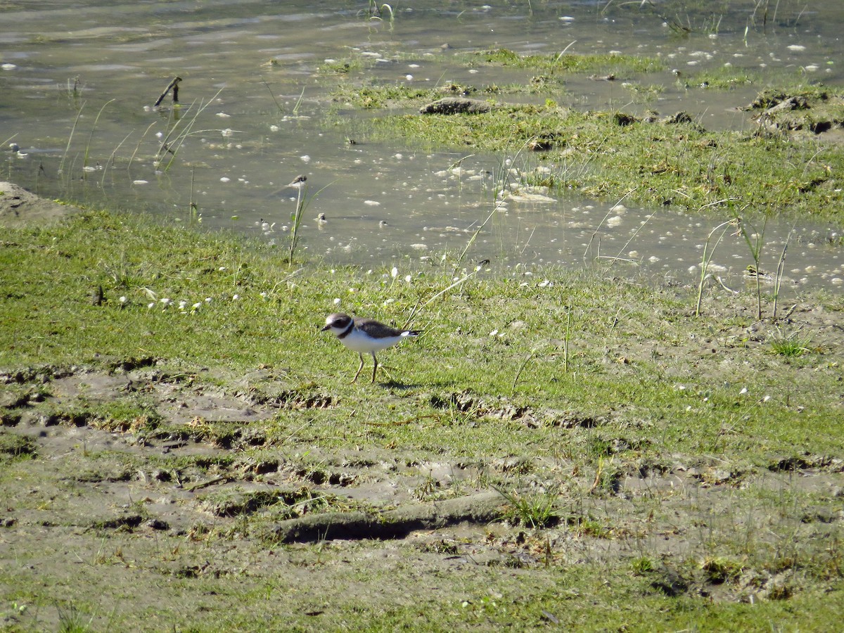 Semipalmated Plover - ML113776531