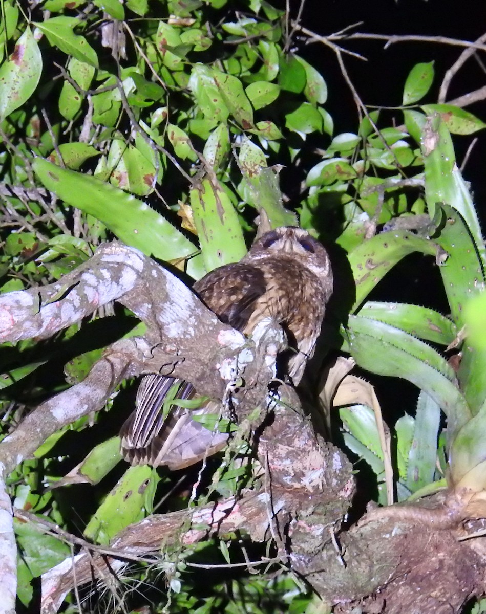Mottled Owl (Atlantic Forest) - ML113777961