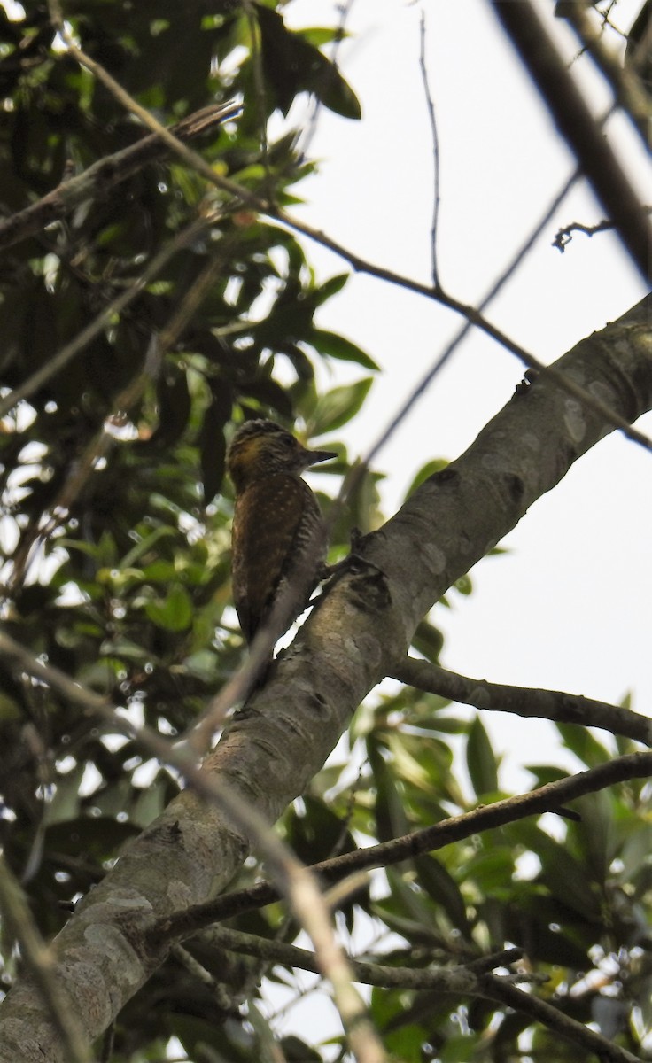 Yellow-eared Woodpecker - ML113778211
