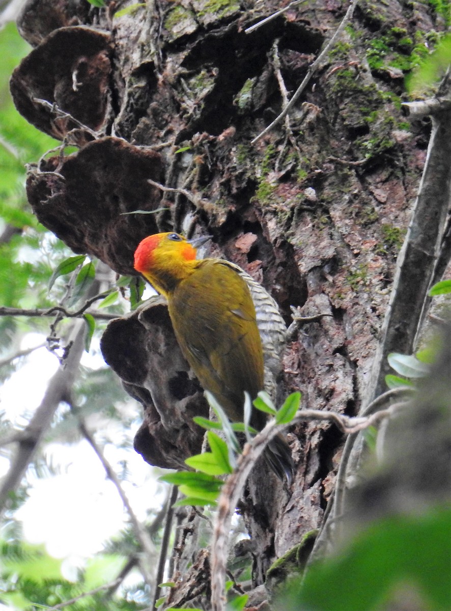 Yellow-throated Woodpecker - ML113778231