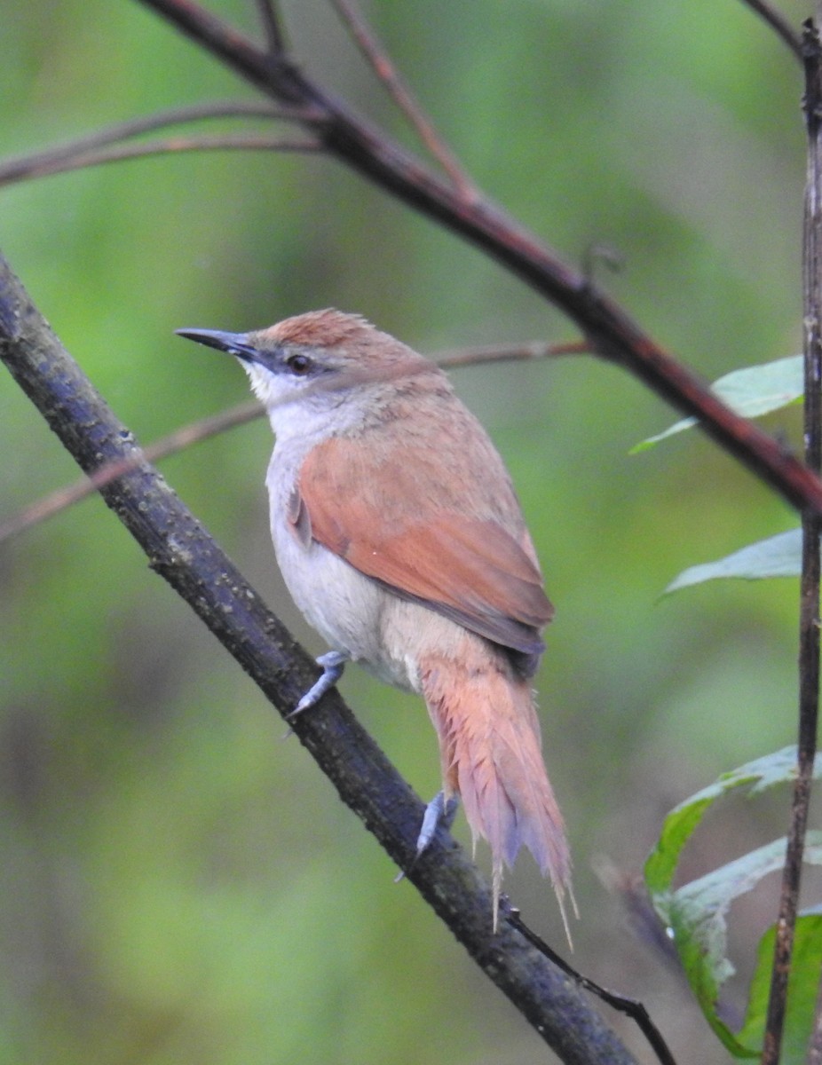 Yellow-chinned Spinetail - Euclides "Kilo" Campos