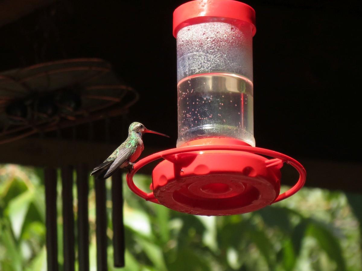 kolibřík širokozobý - ML113779641