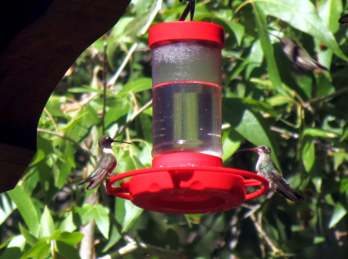Broad-billed Hummingbird - Diane Garlick