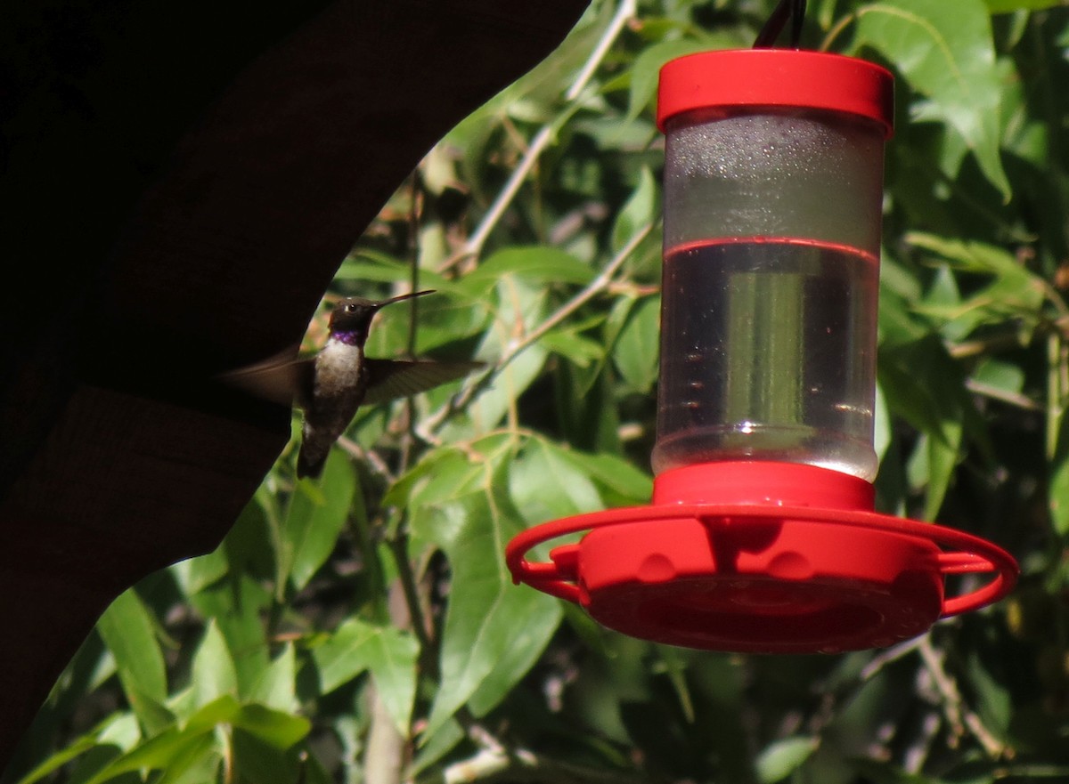 Black-chinned Hummingbird - ML113779661