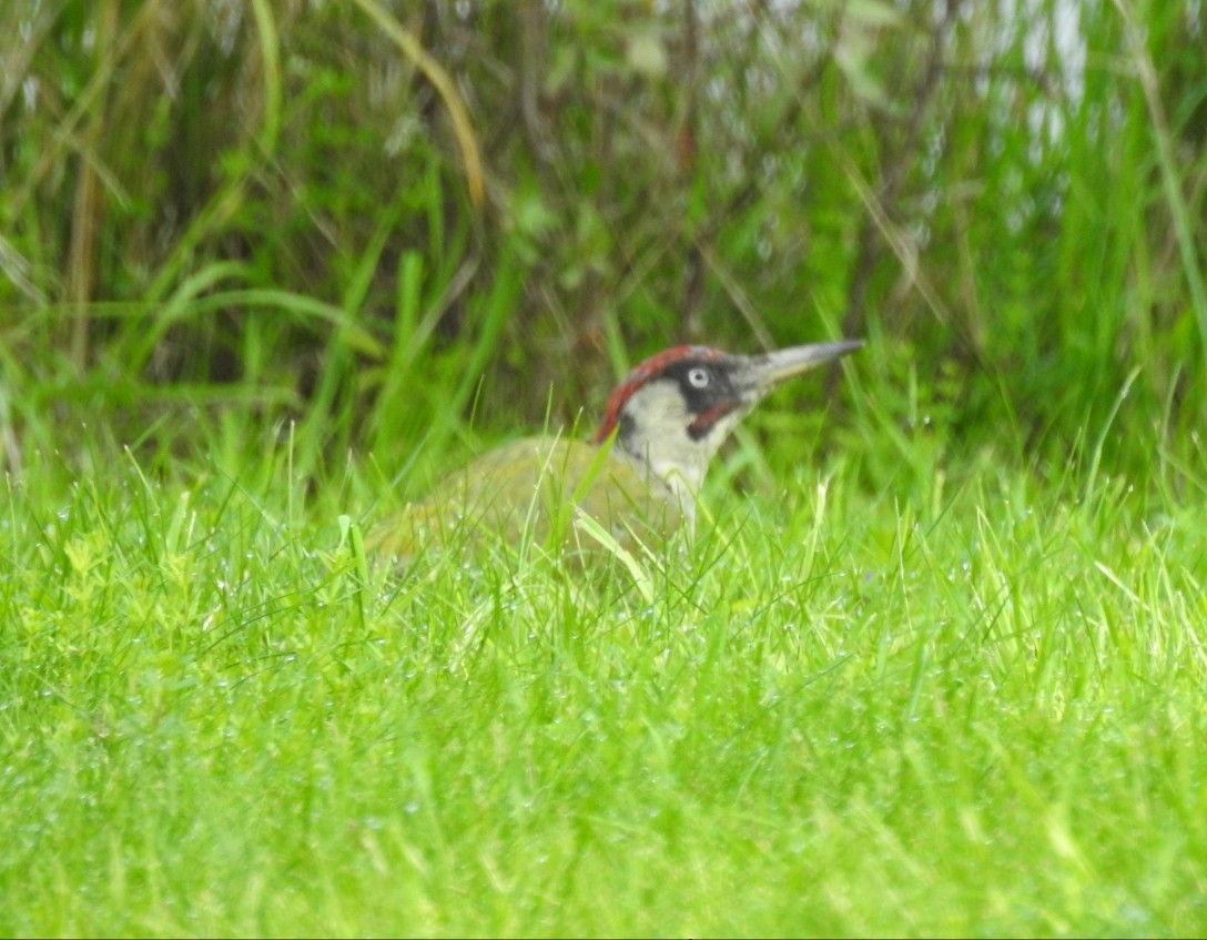 Eurasian Green Woodpecker - ML113780351