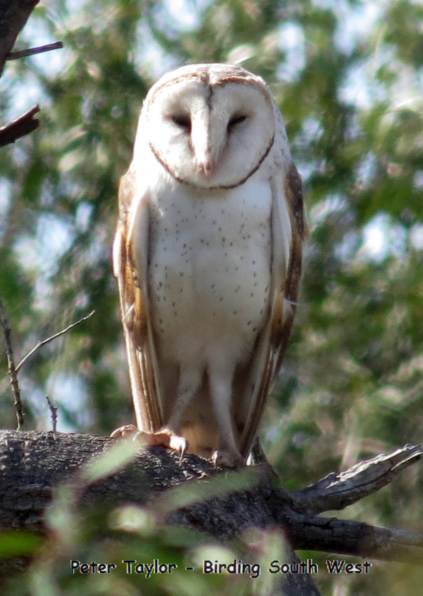 Barn Owl (Eastern) - Peter Taylor (ex Birding SW)