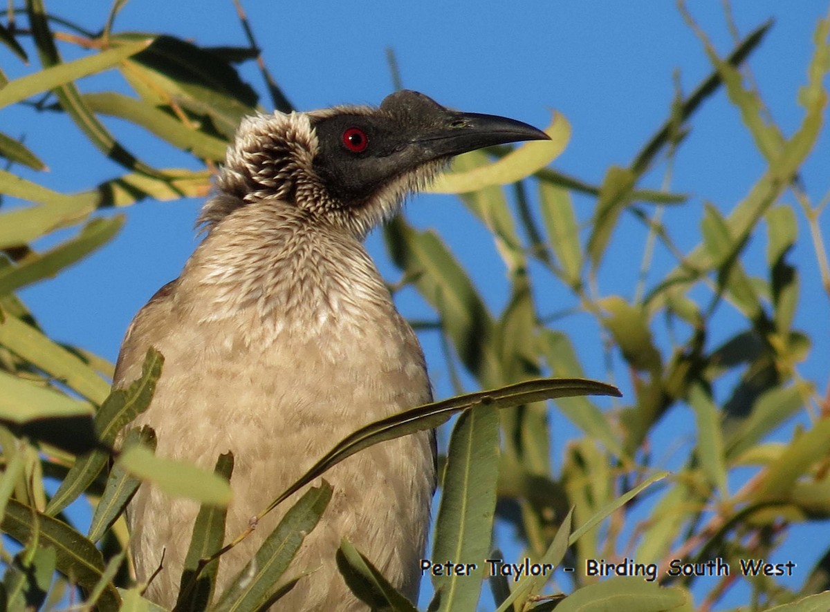 Silver-crowned Friarbird - ML113780491