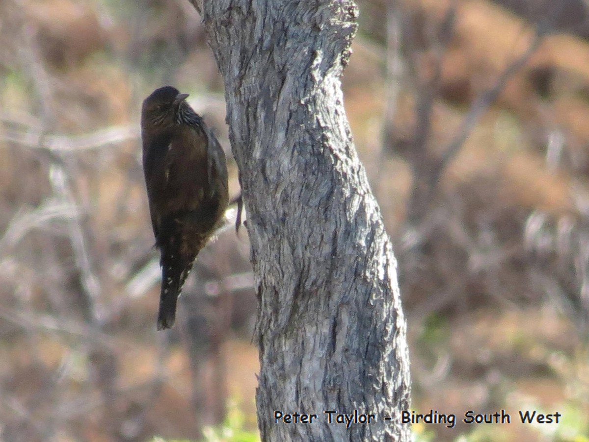 Black-tailed Treecreeper - Peter Taylor (ex Birding SW)