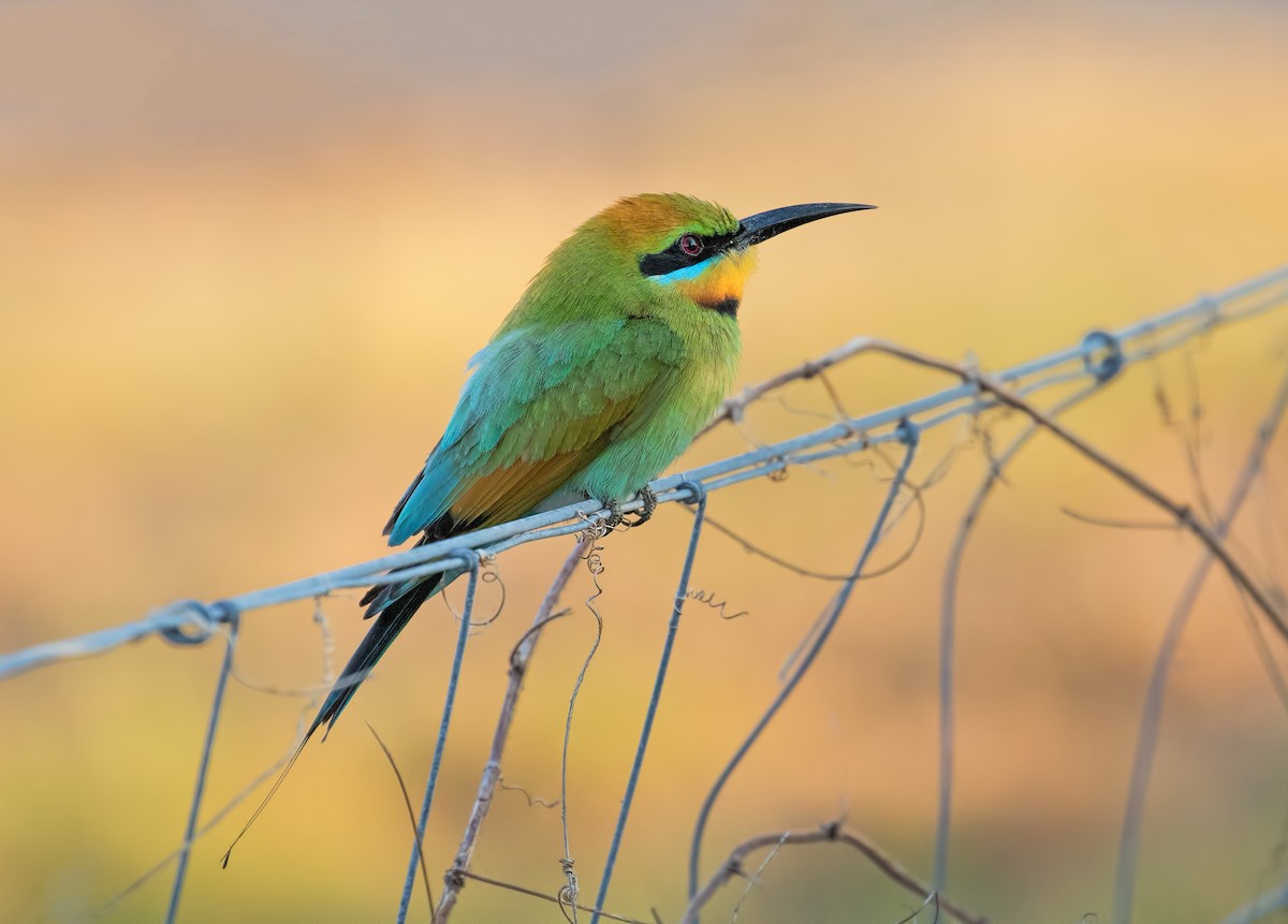 ML113781811 - Rainbow Bee-eater - Macaulay Library