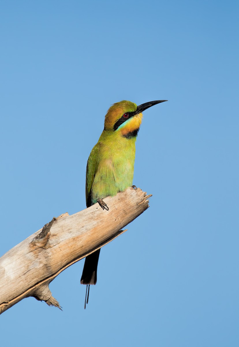 Rainbow Bee-eater - ML113782711