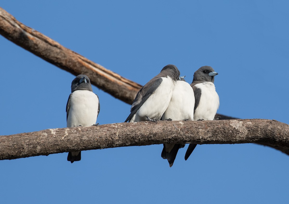 White-breasted Woodswallow - ML113782871