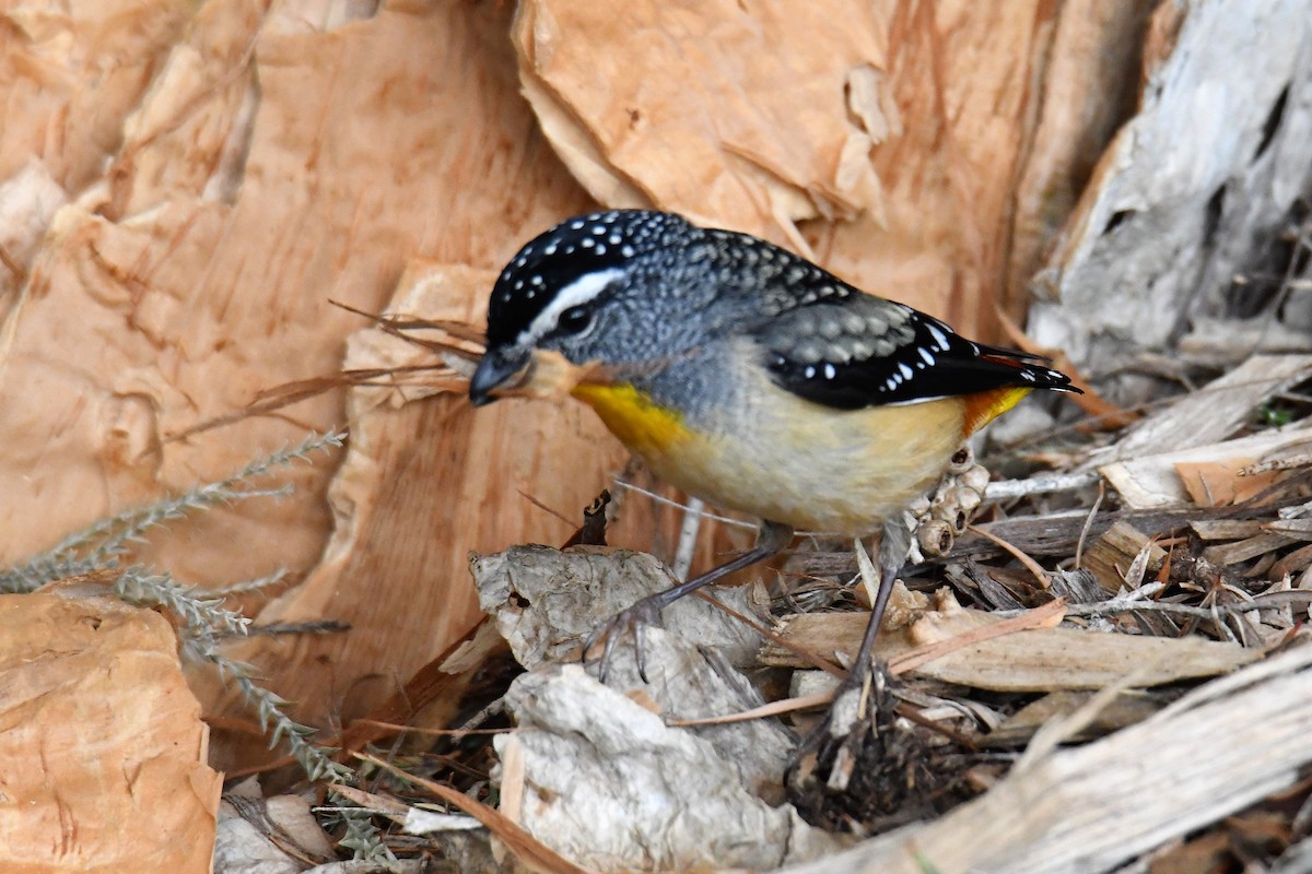 Spotted Pardalote - ML113783191