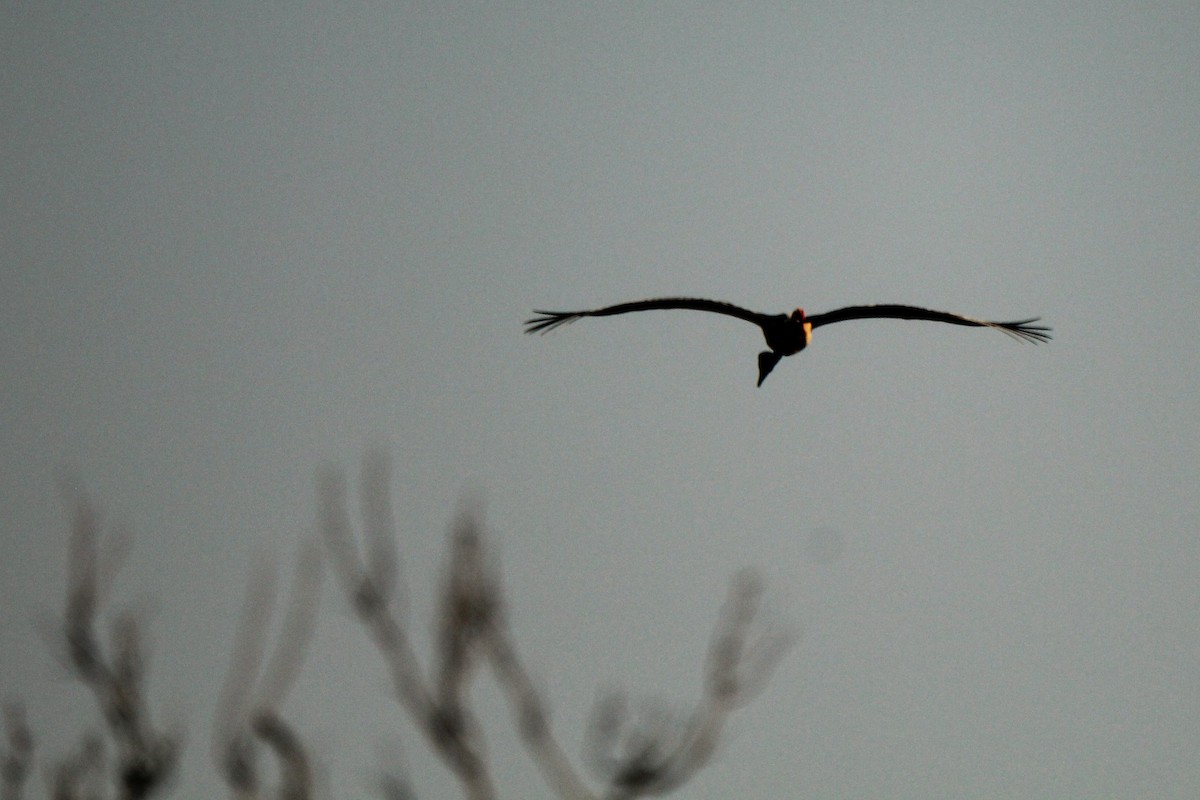Black-necked Stork - ML113784001