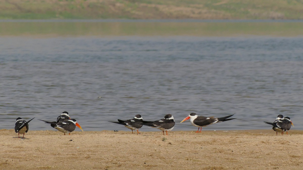 Indian Skimmer - Mike Prince