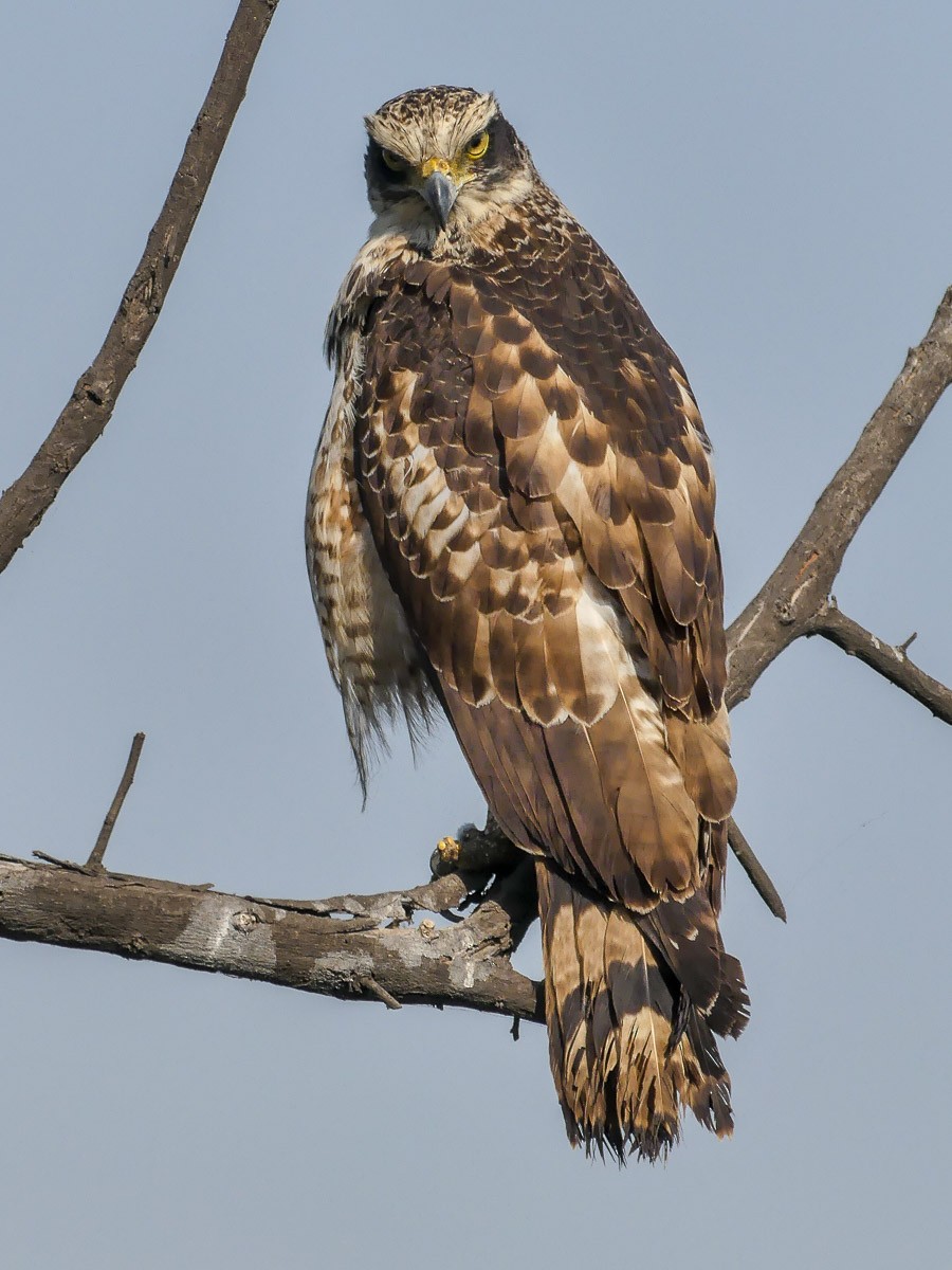 Crested Serpent-Eagle - ML113786221