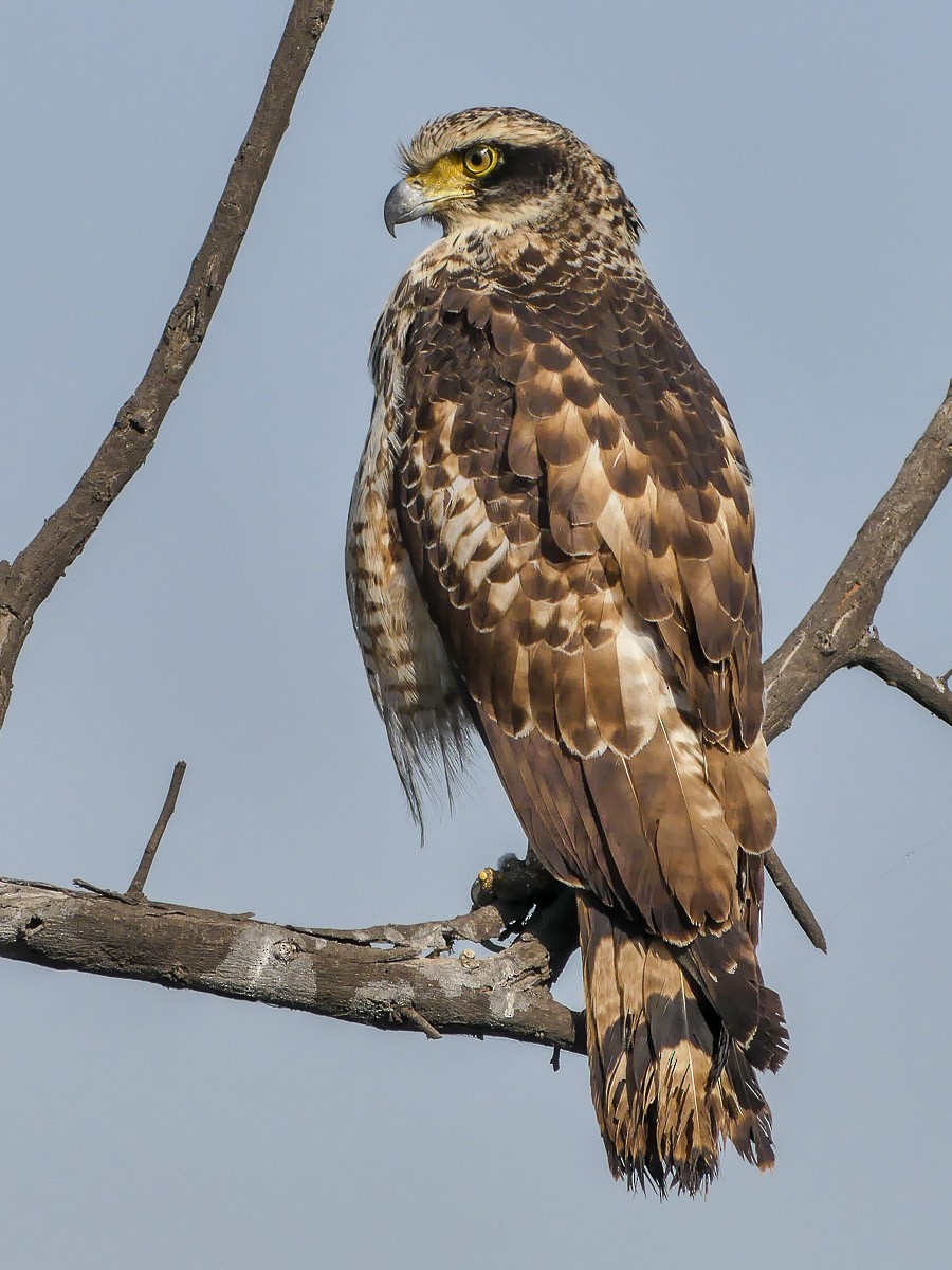 Crested Serpent-Eagle - ML113786231