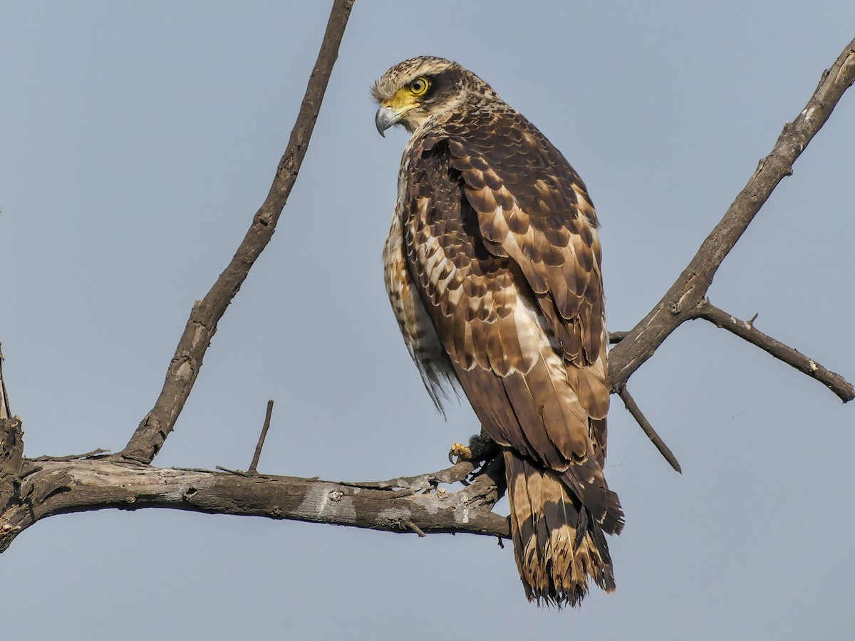Crested Serpent-Eagle - ML113786241