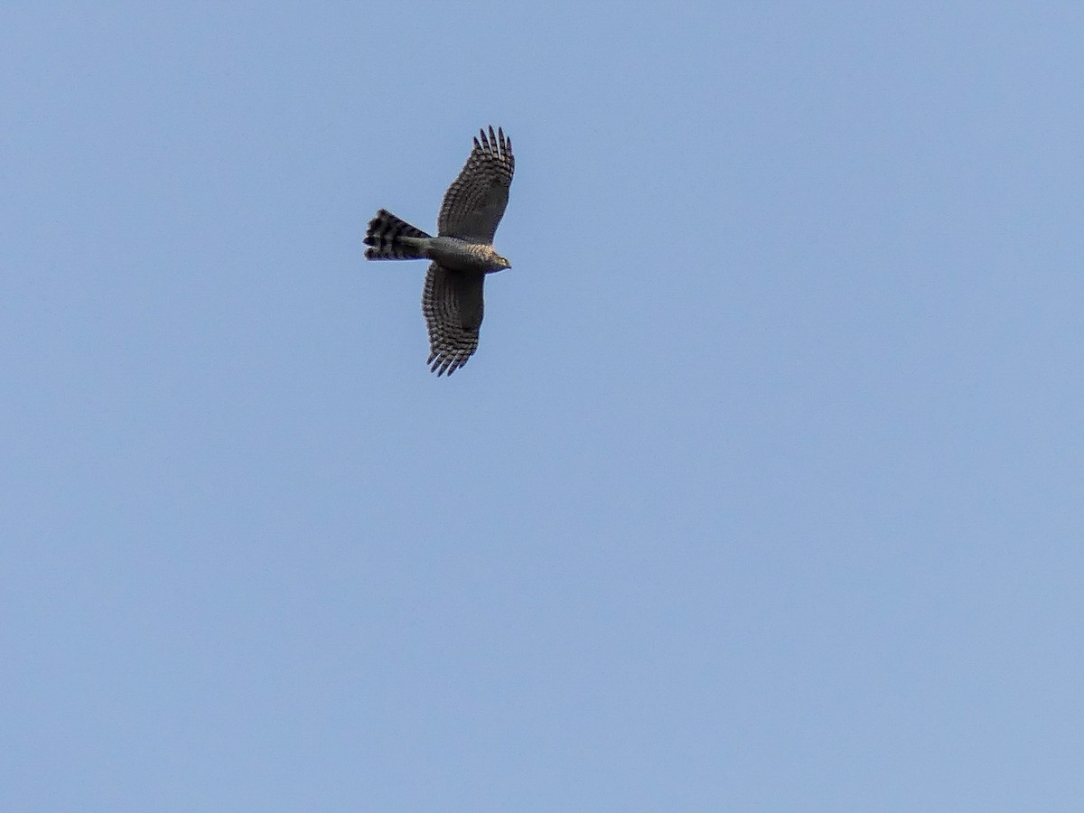 Eurasian Sparrowhawk - ML113786301