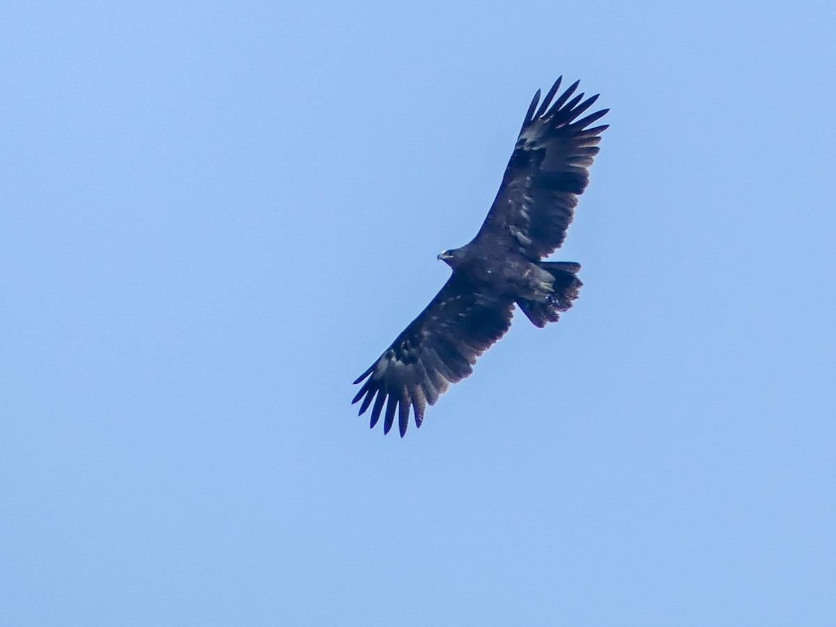 Greater Spotted Eagle - ML113786331