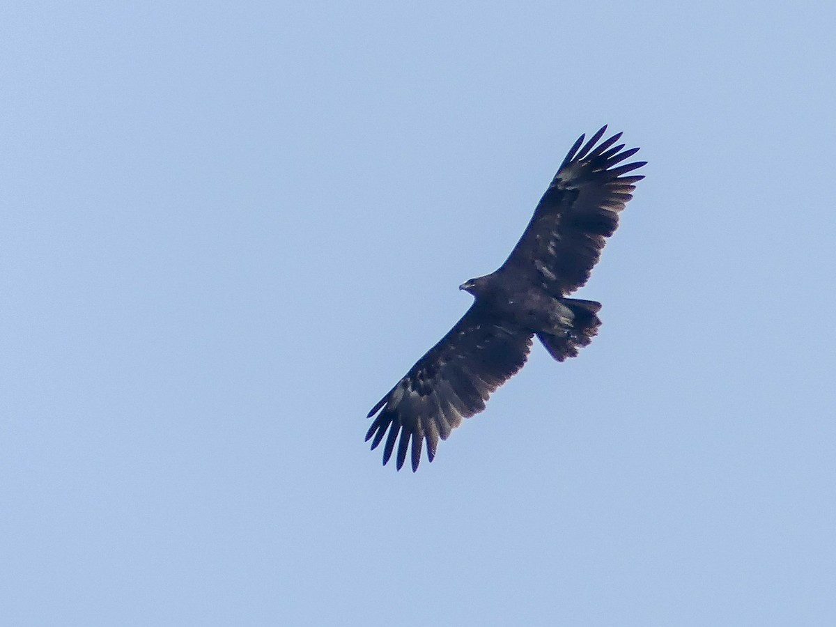 Greater Spotted Eagle - ML113786341