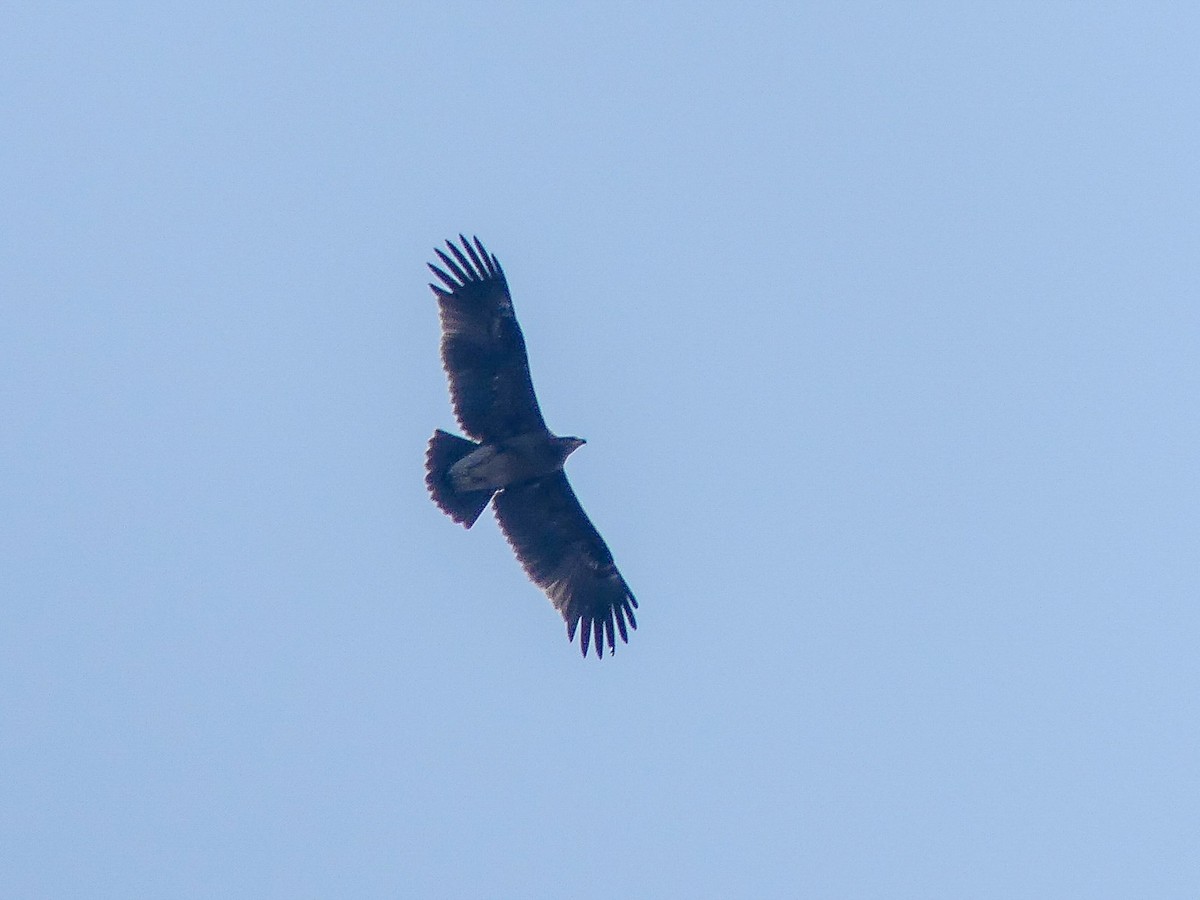 Greater Spotted Eagle - ML113786351