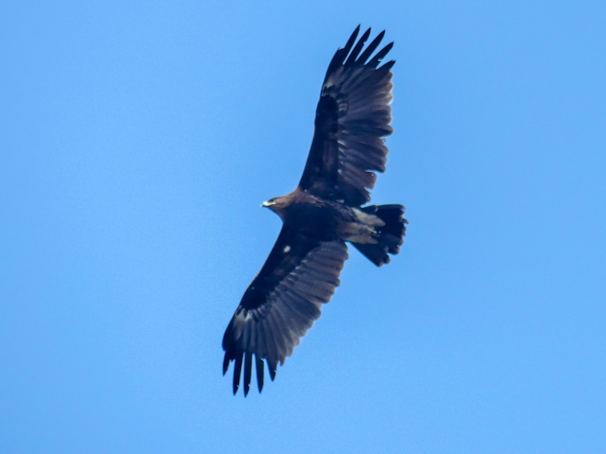 Greater Spotted Eagle - ML113786361