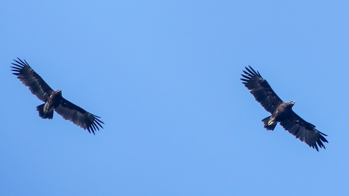 Greater Spotted Eagle - ML113786371