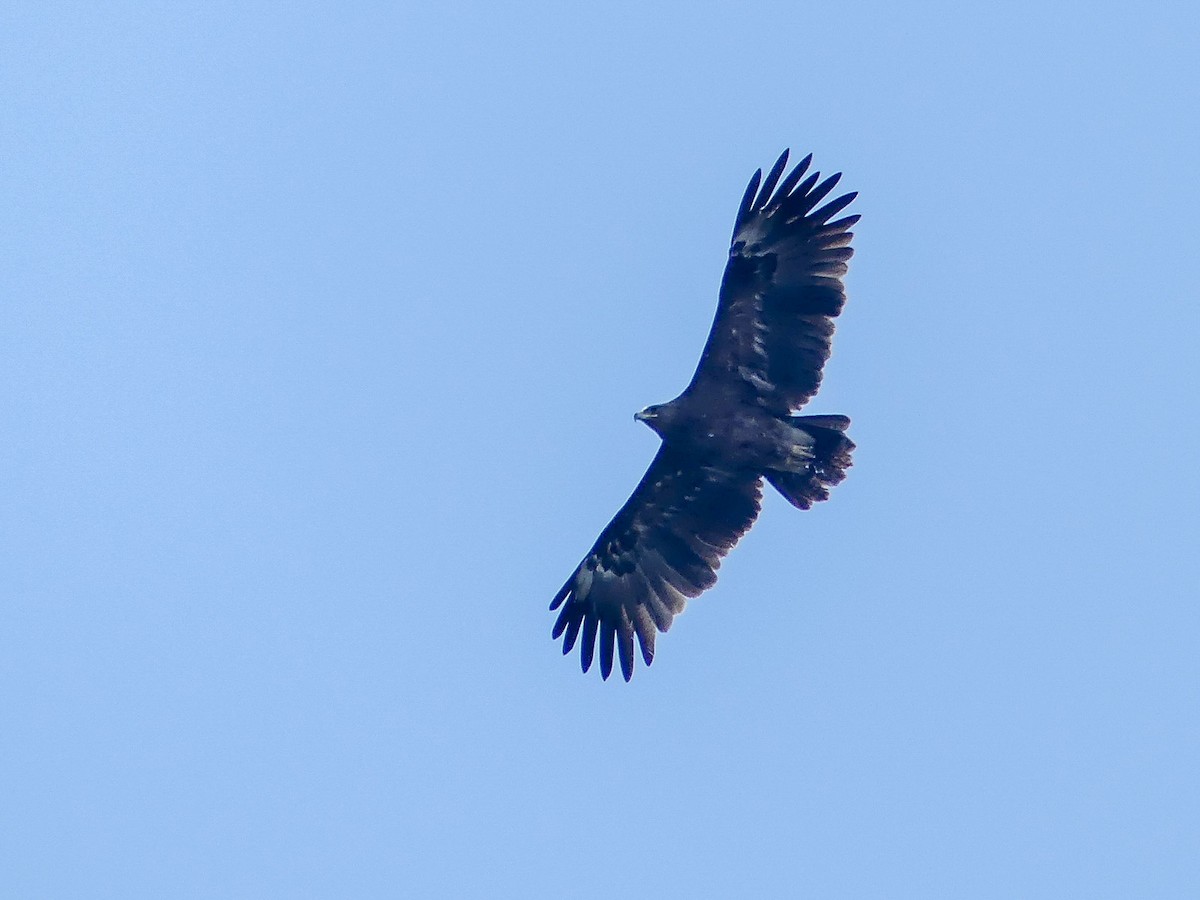 Greater Spotted Eagle - ML113786381