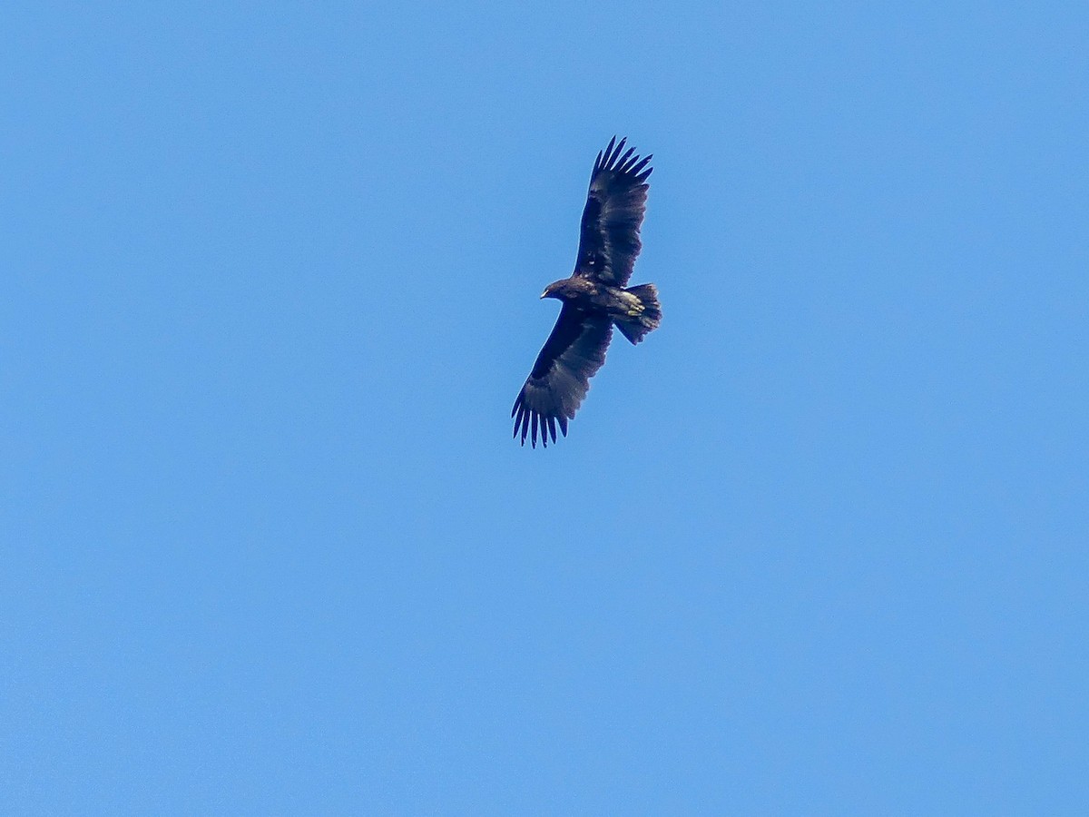 Greater Spotted Eagle - ML113786401