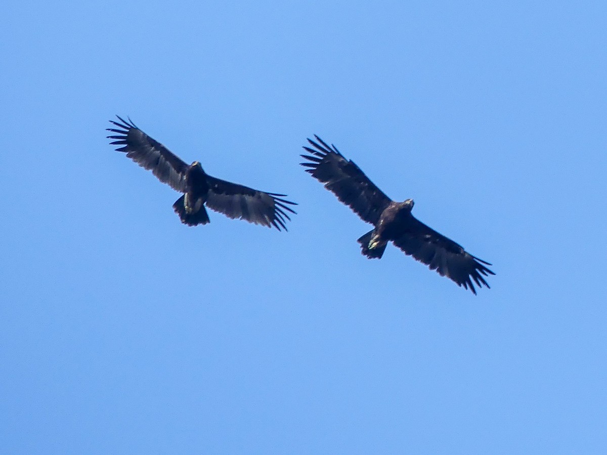 Greater Spotted Eagle - ML113786411