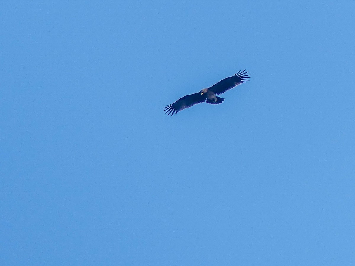 Indian Spotted Eagle - ML113786431