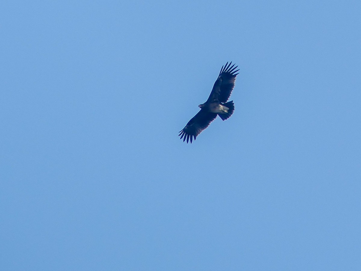 Indian Spotted Eagle - ML113786441