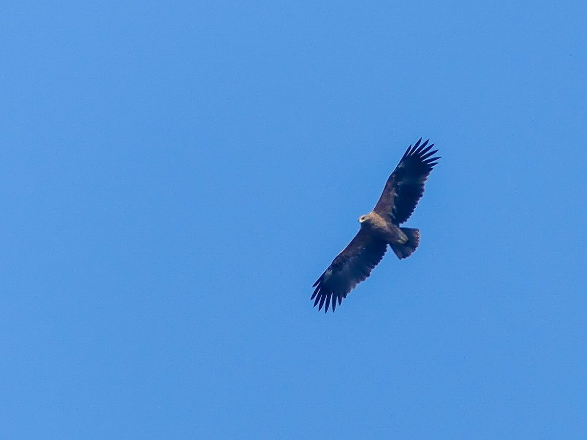 Indian Spotted Eagle - ML113786451