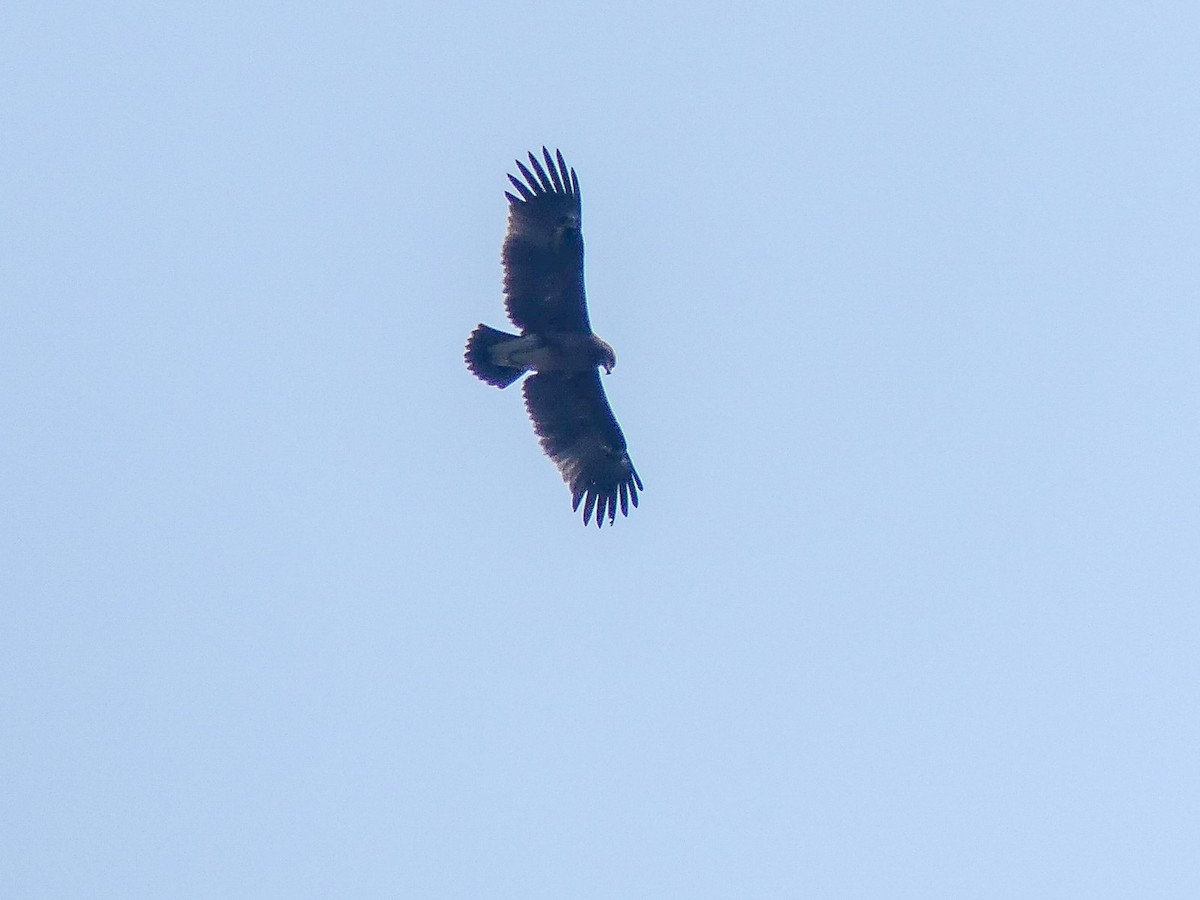 Indian Spotted Eagle - ML113786461