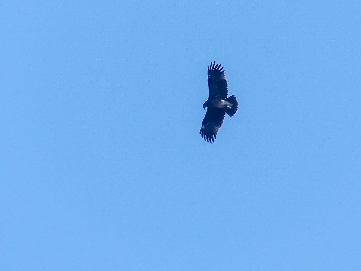 Indian Spotted Eagle - ML113786471