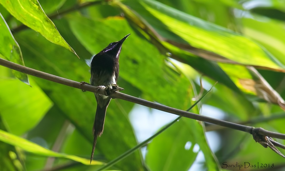 Black-throated Sunbird - Sandip Das