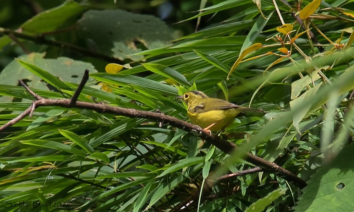 Green-crowned Warbler - Sandip Das