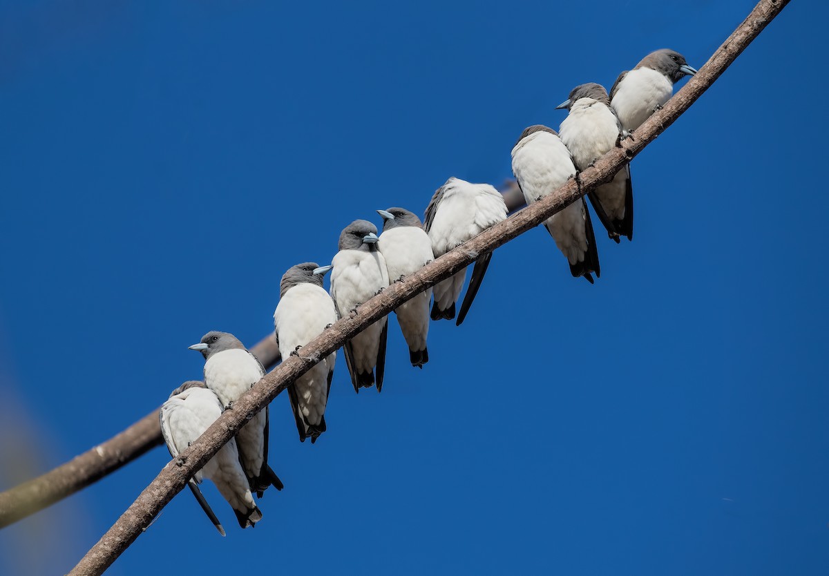 White-breasted Woodswallow - ML113789211