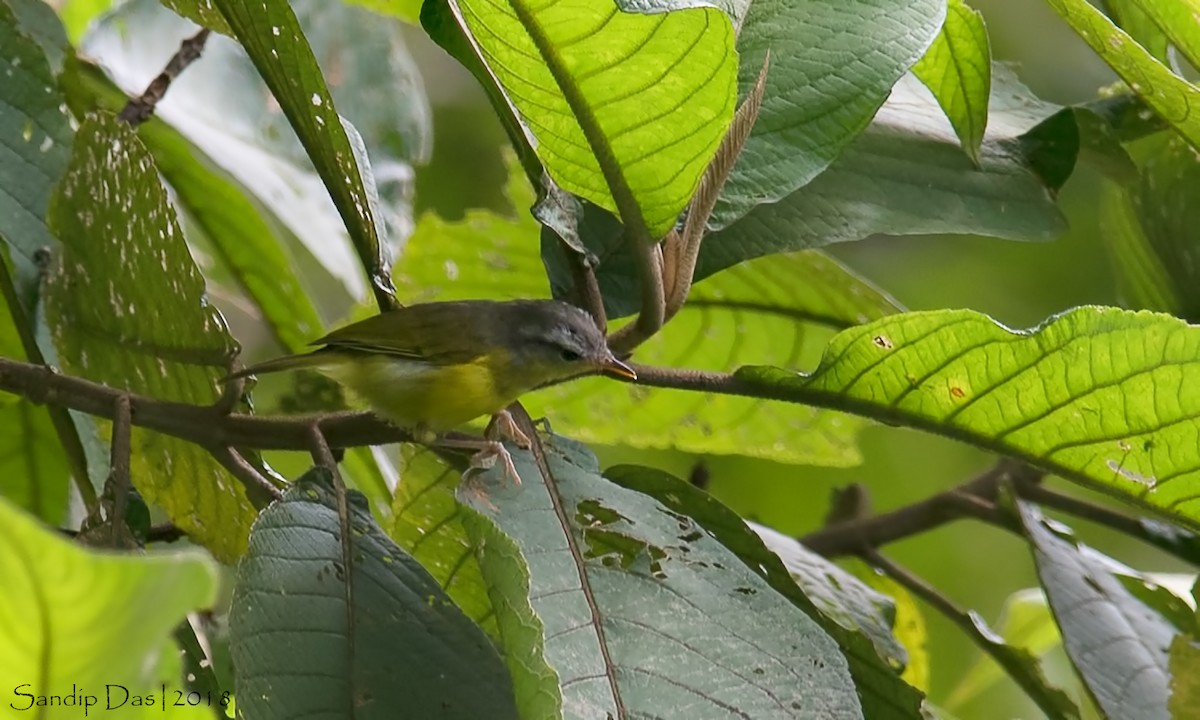 Gray-hooded Warbler - Sandip Das