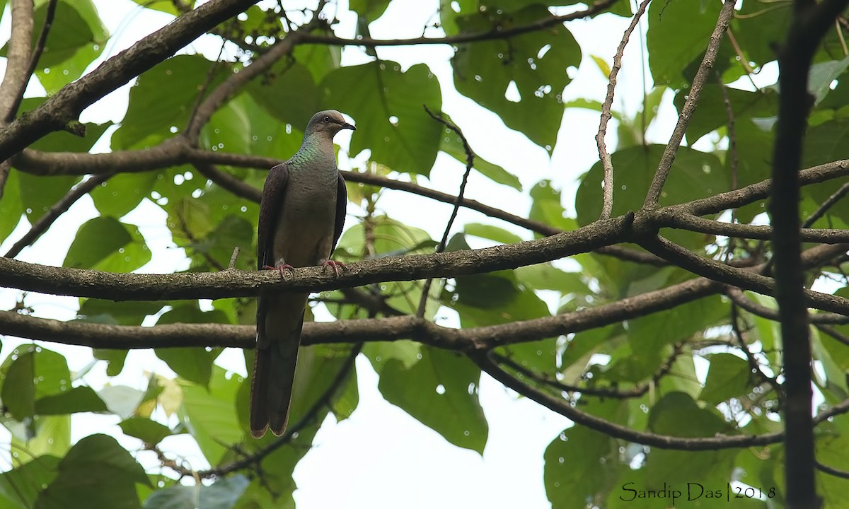 Barred Cuckoo-Dove - Sandip Das