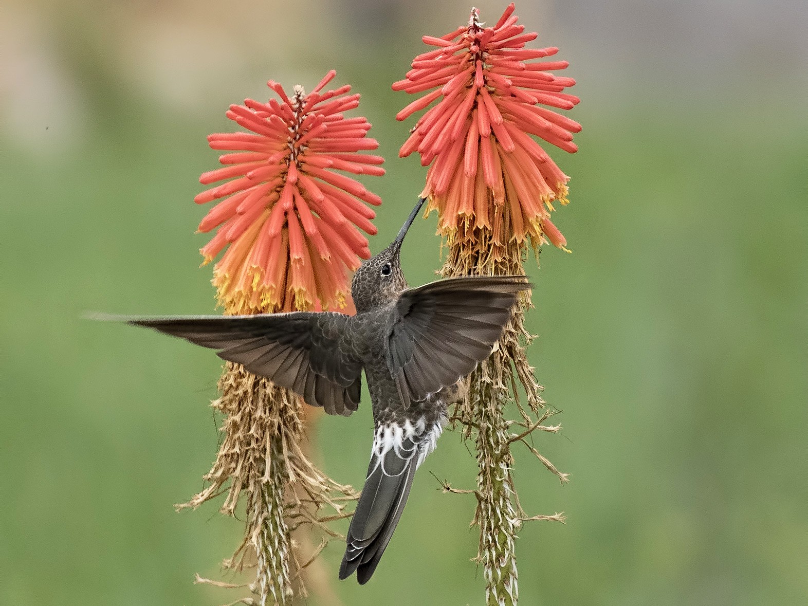 Giant Hummingbird - Peter Hawrylyshyn