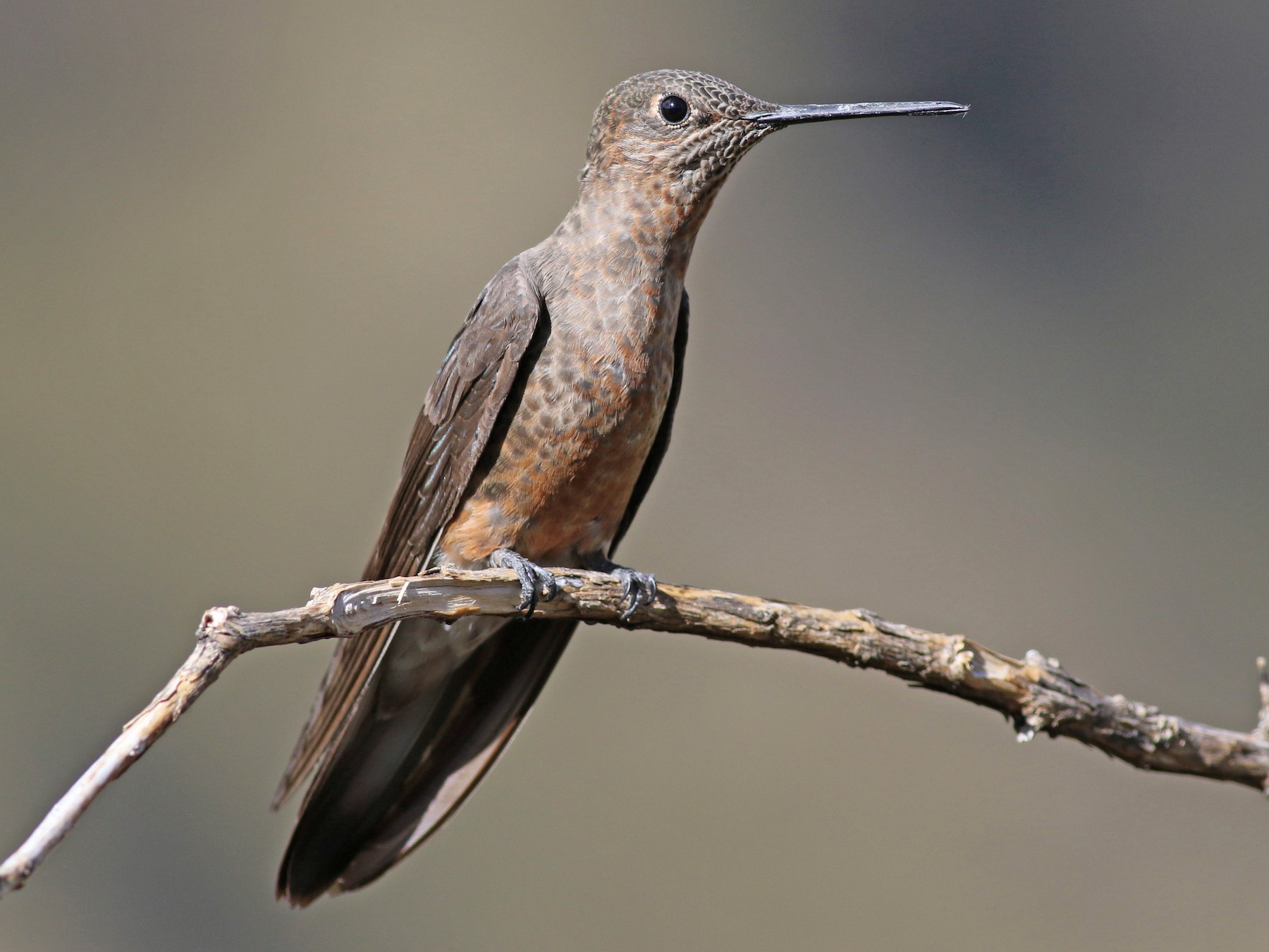 Giant Hummingbird - eBird