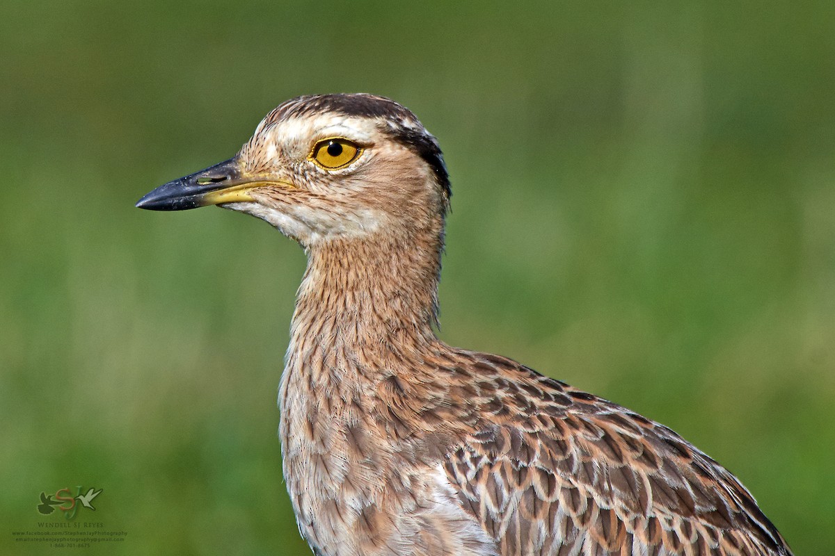 Double-striped Thick-knee - Wendell SJ Reyes