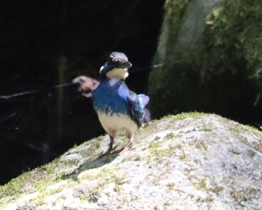 Javan Blue-banded Kingfisher - ML113792451