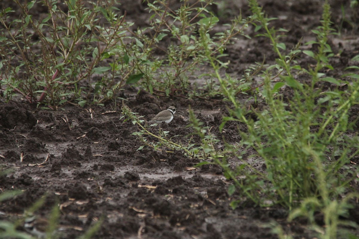 Semipalmated Plover - ML113794061